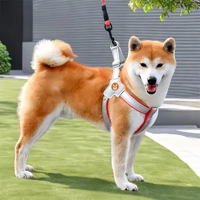 Pet Planet Harnachement et laisse pour chien