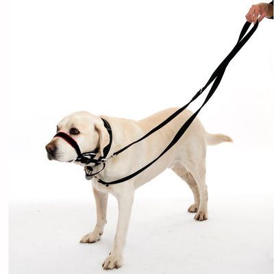 Petopia  Corde de traction double usage pour chien noir