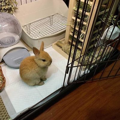 Pet Planet Lapins Nourrisseurs en bois
