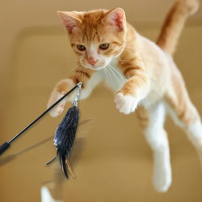 Pet Planet Chats Jouet bâton rétractable