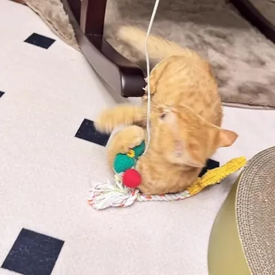 Pet Planet Chats Baton Jouets