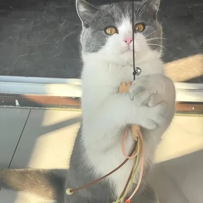 Pet Planet Chats Baton Jouets