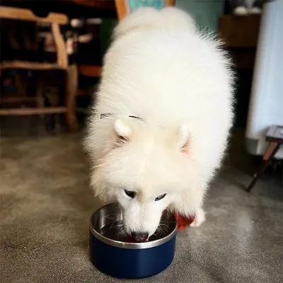 Pet Planet Bol alimentaire en acier inoxydable double 42oz