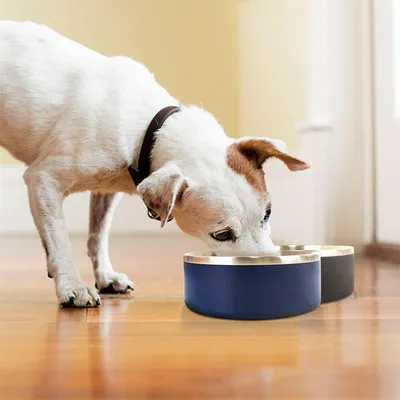 Pet Planet Bol alimentaire en acier inoxydable double 42oz