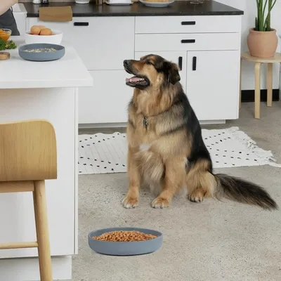 Petopia Gamelle à alimentation lente pour chien