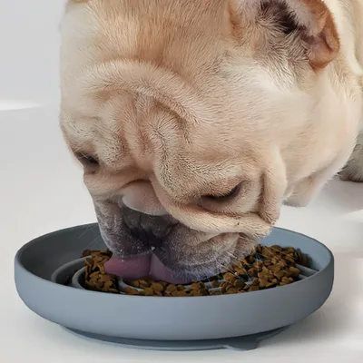 Petopia Gamelle à alimentation lente pour chien