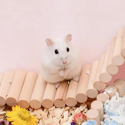 Pet Planet Rongeurs Pont échelle en bois