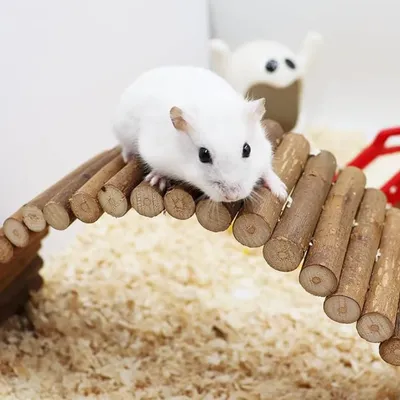 Pet Planet Rongeurs Pont échelle en bois