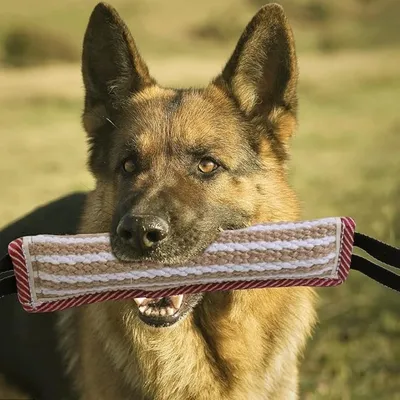 Pet Planet Jouets saucisses à mordre pour chiens