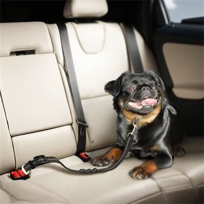 Pet Planet Ceinture de sécurité pour chien en voiture