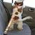 Pet Planet Ceinture de sécurité pour chien en voiture