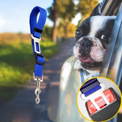 Petopia Laisse de sécurité pour animal de compagnie