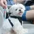 Pet Planet Ceinture de sécurité pour chien en voiture