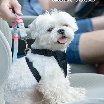 Pet Planet Ceinture de sécurité pour chien en voiture