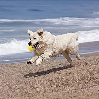 Pet Planet ZooVenture Flottante Balle avec Corde pour Chien