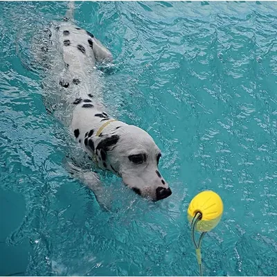 ZooVenture Flottante Balle avec Corde pour Chien
