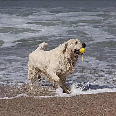 Pet Planet ZooVenture Flottante Balle avec Corde pour Chien