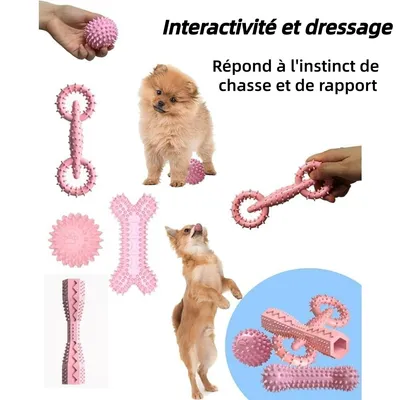 Pet Planet ZooVenture Nettoyage des Dents Lot de 4 Jouets pour chien