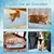 Tapis rafraîchissant pour chiens et chats Tapis rafraîchissant pour chiens et chats