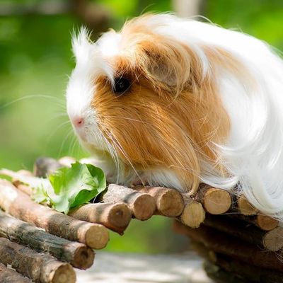 Pet Planet Rongeurs Pont en bois
