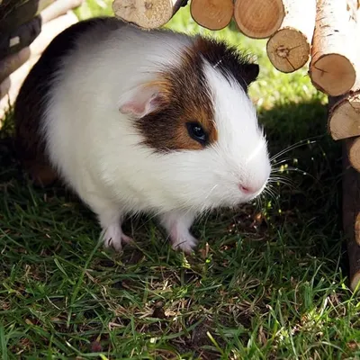 Pet Planet Rongeurs Pont en bois