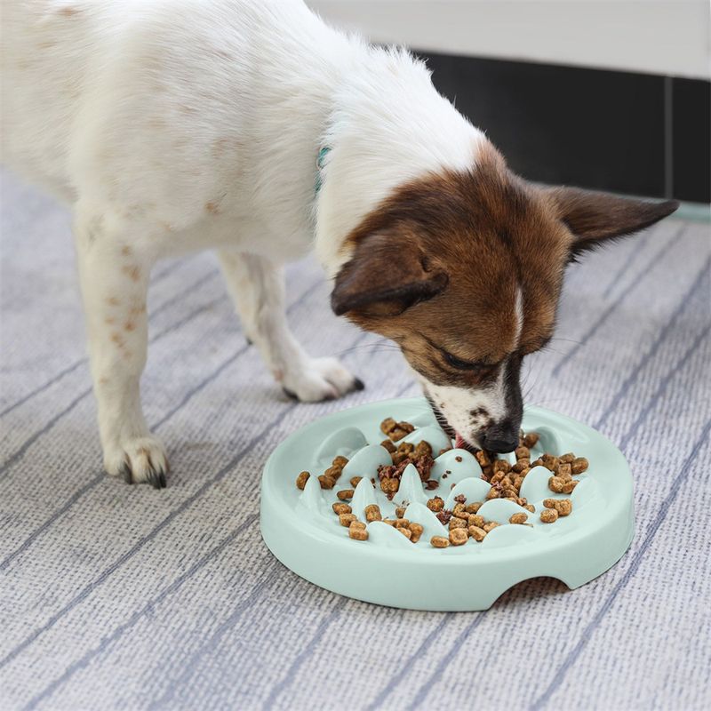 Pet Planet Gamelle à alimentation lente