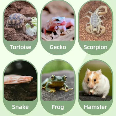 Petopia Abreuvoir pour reptiles