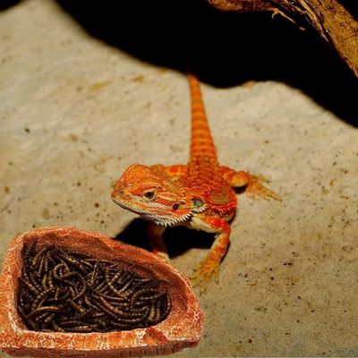 Pet Planet Reptiles Assiette à nourriture