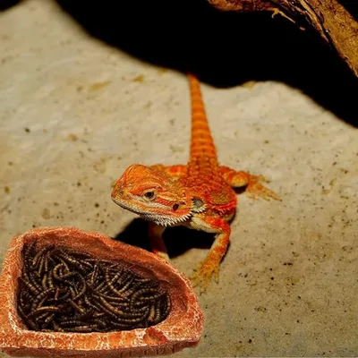 Pet Planet Reptiles Assiette à nourriture