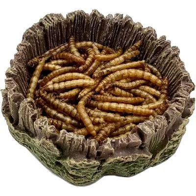 Pet Planet Reptiles Assiette à nourriture