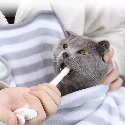 Petopia Lot de distributeurs de médicaments pour animaux