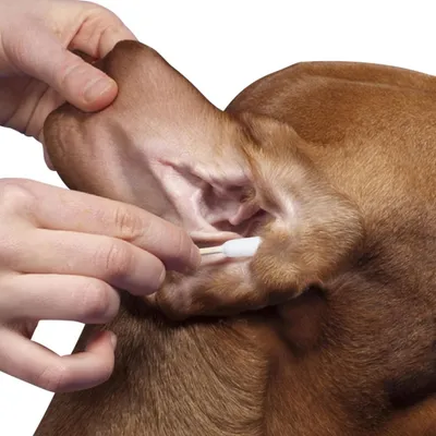 Petopia Coton tige pour nettoyer oreilles chien et chat