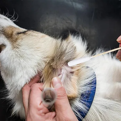 Petopia Coton tige pour nettoyer oreilles chien et chat