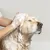 IntiMeg Shampooing à l'avoine pour chien et chat