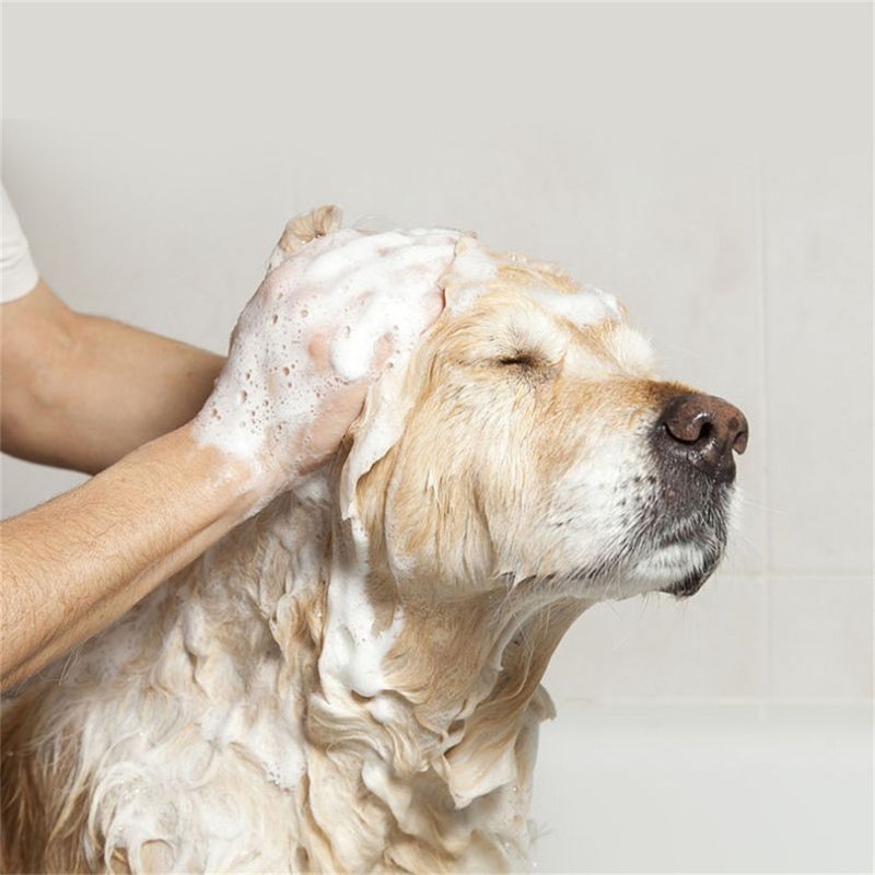 IntiMeg Shampooing à l'avoine pour chien et chat