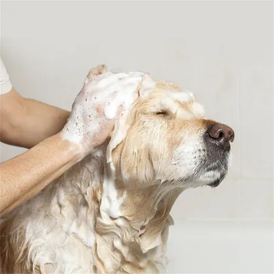 IntiMeg Shampooing à l'avoine pour chien et chat