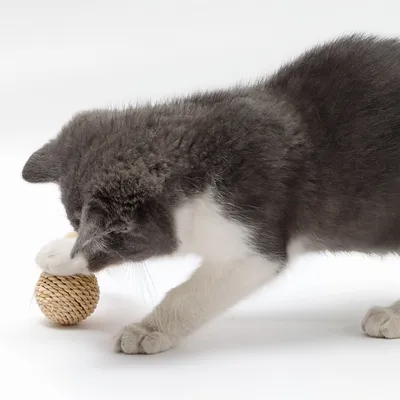 FurryFusion Jouet pour chat en forme de boule de rotin