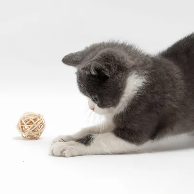 FurryFusion Jouet pour chat en forme de boule de rotin