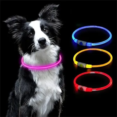 Pet Planet Collier lumineux pour chien