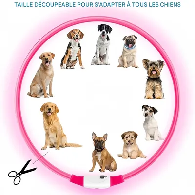 Pet Planet Collier lumineux pour chien