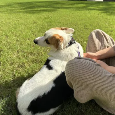 Pet Planet Collier corde de traction télescopique intégrée