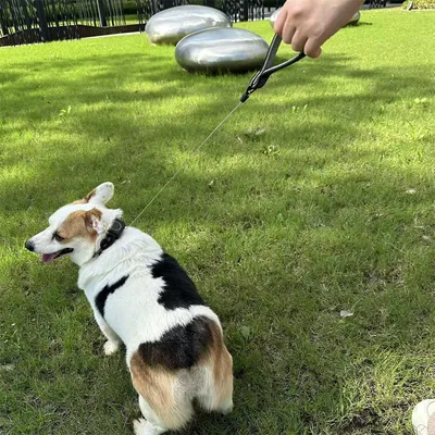 Pet Planet Collier corde de traction télescopique intégrée