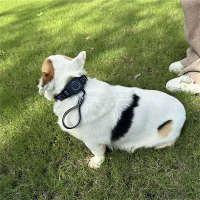 Pet Planet Collier corde de traction télescopique intégrée