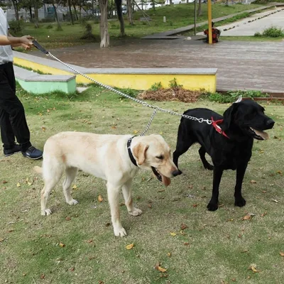 Petopia Collier pour chien réglable en nylon