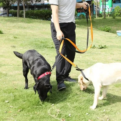 Petopia Collier pour chien réglable en nylon