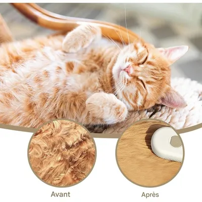 Pet Planet Chats Brosse à Vapeur FunPack