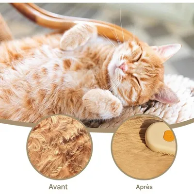 Pet Planet Chats Brosse à Vapeur FunPack