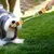 Petopia Jouet interactif en peluche à renifler pour chiens