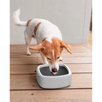 IntiMeg Gamelle d'eau anti - éclaboussure pour chien