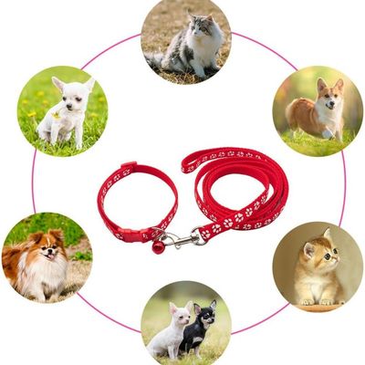 Petopia Ensemble collier et laisse pour petit chien